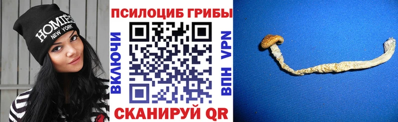 Псилоцибиновые грибы Psilocybe  Калачинск 